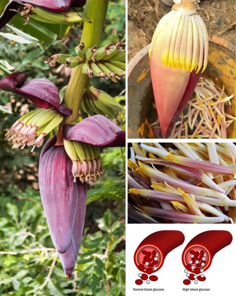 Fleur de banane